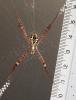 Argiope sp.